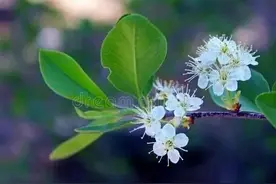 一果兼具药食同源，山楂种植简单易管理适宜性强，市场需求量大图片