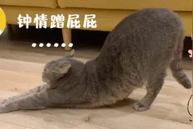 猫咪为什么总爱用屁股对着我？这是一条有味道、有爱的科普…图片
