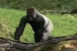 GIF动图：这猩猩是不是经常犯错呀，你看承认错误的姿势挺熟练的图片