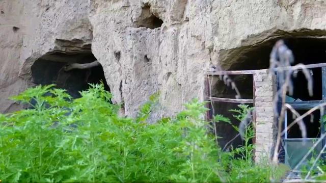 山西矿老板改行进荒山种奇树，被骂“有病”，结果3年赚5000万