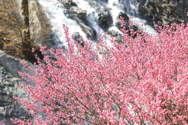 焕新待放！贵州梅园1月24日开园