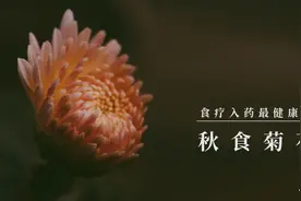养生｜秋食菊花正当时，食疗入药益健康图片