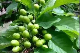 北方果蔬——大樱桃谢花后肥水管理及病虫害防治方案图片