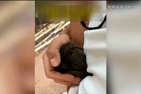 小伙校内“狂撸”松鼠，网友：羡慕！但专业人士给建议最好不过分亲近图片