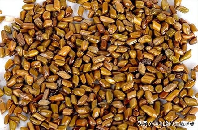 踏春必备“百草图”之三，身边那些有价值的野草，你能认识几种？