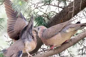 随处可见的斑鸠能不能吃，为何说吃斑鸠危害很大？它不会筑巢？图片