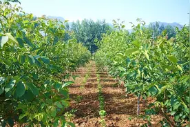 尿素间隔多久施一次肥，能与复合肥一起使用吗图片