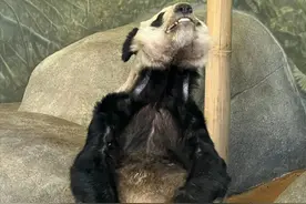 “快把丫丫接回来！”旅美大熊猫骨瘦如柴引发关注图片