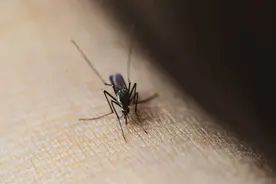 卫生间小黑虫又出来了，用这3样东西，家里再也不会出现小黑虫图片