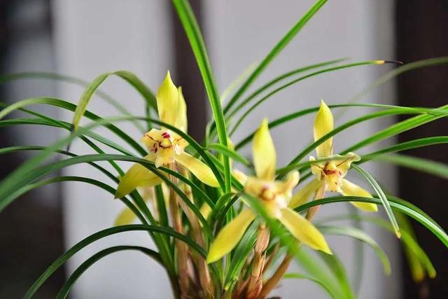 养兰自来水不能直接用，3招配制兰花喜欢“喝”的水