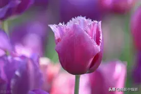 拍郁金香的7个失误，照片失败了，摄影小白却未察觉图片