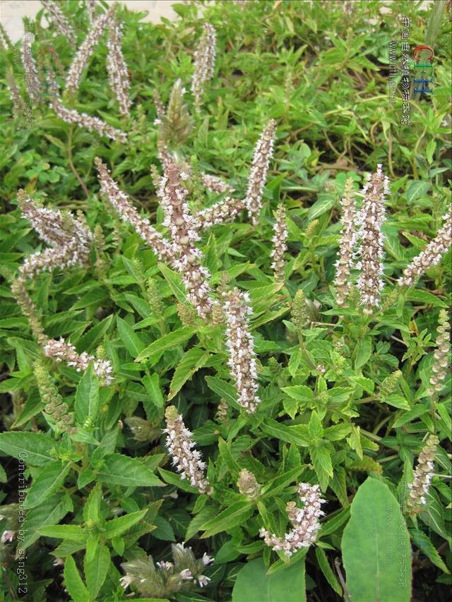 凉粉草 凉粉草的功效与作用_品学知识网