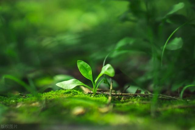 胎教故事：热心的小草