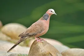 城市小区常见的10种鸟，看看你的小区有几种？图片