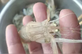 春天，胶东沿海最著名的10种海鲜，全吃过的一定是地道胶东人图片