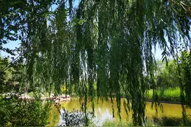 我要好好的珍惜你图片