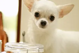 小巧可爱的吉娃娃，它的优缺点是什么？适不适合新手养图片