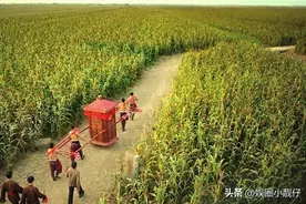 张艺谋花4万种100亩高粱，却因农民一个举动，气得差点火烧高粱地图片