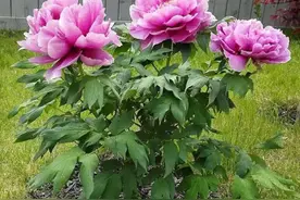 牡丹芍药怎么区别？记住3个不同，越养越旺，花大色艳，富贵华丽图片