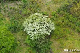 龙泉山“唯一”的流苏树：其实我并不孤独图片