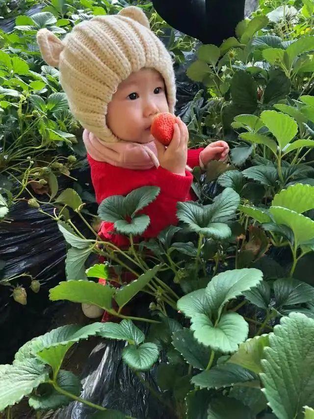 鏄椂鍊欎簡锛侀噾灞扁€滄按鏋滄潙鈥濈殑鑽夎帗锛岀瓑浣犳潵鎽樷啋