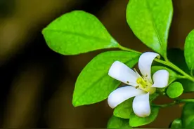 最美不过七里香图片