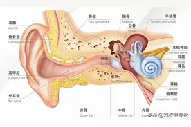 耳科知识汇：得了慢性中耳炎后，治疗的常见药有什么？图片