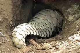 云南盈江红外相机首次拍到！重大发现：中国真有野生马来穿山甲图片