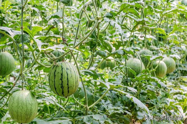 学会自配生根、长叶、坐果肥，还愁蔬菜长不好吗，省钱又实惠