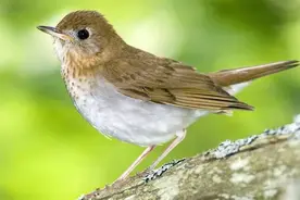 俗话说：三鸟进宅门，不富也添喜，啥意思？三鸟指的都有啥？图片