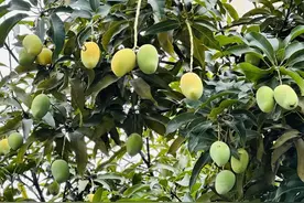 芒果、扁桃、木菠萝、莲雾……南宁街头挂满盛夏果实图片