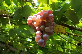 院子种下“5棵树”，又可以遮荫，又可以吃上水果，一举两得图片