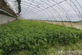 达坂城区毛芹喜获丰收，当天采收当天送达图片