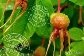 东北野生果实-刺玫果图片