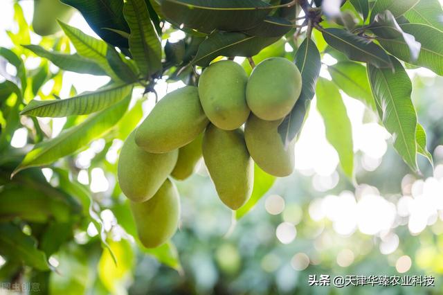 最近氨基酸又火了？氨基酸对氮磷钾的增效作用，农民：好用就行