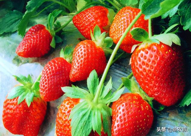 零差评！当氨基酸益生菌草莓碰上年宵花，这个春节既喜庆又甜蜜