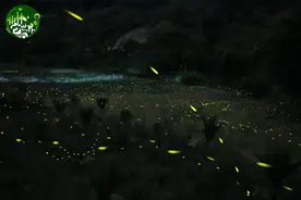 梦幻！海南夏夜萤火虫氛围感绝了~🥰图片