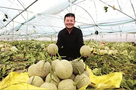 冰激凌蜜瓜在包头首种成功图片