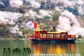 武汉看樱花最美的地方，在这！从早到晚不间断图片
