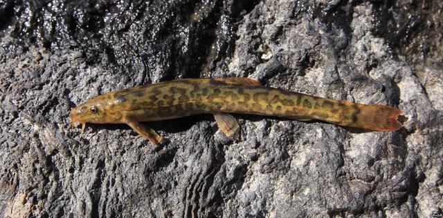 榛戦緳姹熼奔绫讳箣鈥滀笁鍗佷簩鏉傞奔鈥濆浘璋? onerror=