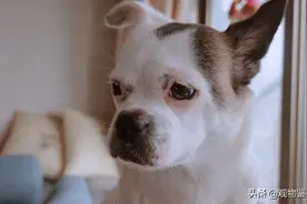 串串是什么品种的狗，串串有它的优点和缺点图片