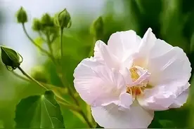 武汉植物图鉴之木芙蓉图片