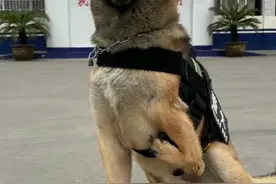 “网红警犬”巴顿：天生只有三条腿，却凭实力赢得所有人的尊重图片