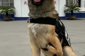“网红警犬”巴顿：天生只有三条腿，却凭实力赢得所有人的尊重图片