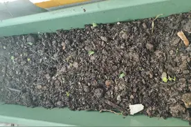 阳台种草莓图片