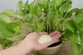 养花别直接浇水，花农教我3个方法，不管多难养的花，都根壮叶绿图片