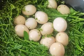 三月三煮鸡蛋，不止是荠菜，这4种野菜不比荠菜差，具体有哪些？图片