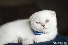 猫咪最喜欢主人摸的地方，越摸越爱你！图片