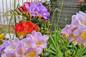 要养出旺盛“香雪兰”，记住2点，花更多，花香色艳，美丽无比图片