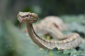 三角头有毒，圆头无毒？农村流传的辨认蛇有毒无毒的说法靠谱吗？图片